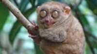 Tarsius
