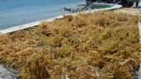 rumput-laut-agar-agar-indonesia-bebas-tarif-tambahan-section-301-di-as-GMqJ